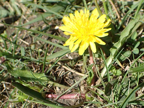 Taraxacum ciliare / Ciliate Marsh Dandelion, D Konstanz 24.4.2018