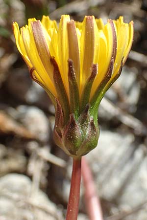 Taraxacum pauckertianum \ Pauckerts Lwenzahn / Pauckert's Dandelion, D Konstanz 24.4.2018