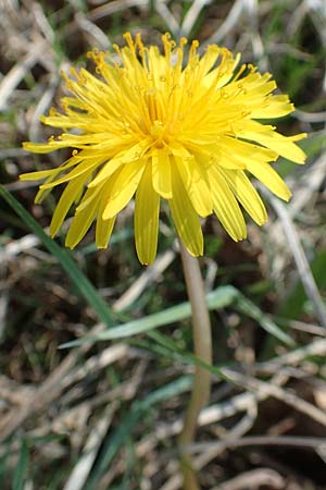 Taraxacum pauckertianum \ Pauckerts Lwenzahn / Pauckert's Dandelion, D Konstanz 24.4.2018