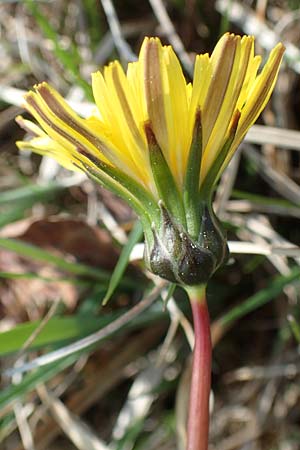 Taraxacum balticiforme \ Bodensee-Lwenzahn / Lake Constance Dandelion, D Konstanz 24.4.2018