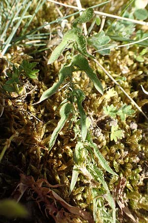 Taraxacum tortilobum \ Gedrehtlappiger Lwenzahn / Twisted-Lobed Dandelion, D Karlsruhe 30.4.2018