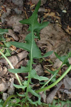 Taraxacum proximum ? \ Nchstfolgender Lwenzahn / Dandelion, D Mannheim 1.5.2018