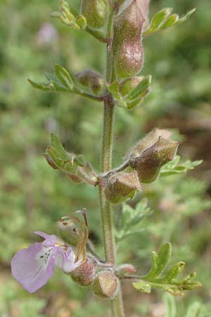 Teucrium botrys \ Trauben-Gamander, D Grünstadt-Asselheim 21.6.2018