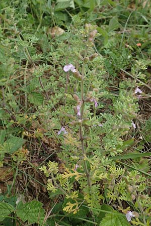 Teucrium botrys \ Trauben-Gamander, D Grünstadt-Asselheim 21.6.2018