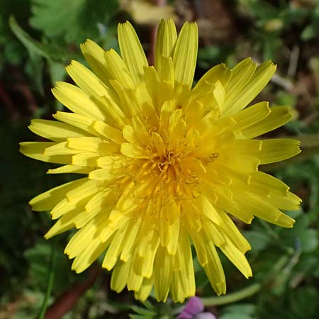 Taraxacum bellicum \ Pflaumenfarbener Lwenzahn / Plum-Colored Dandelion, D Forst 8.4.2024