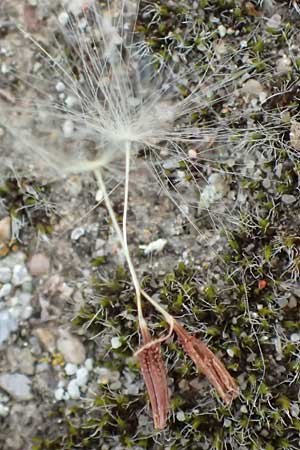 Taraxacum bellicum \ Pflaumenfarbener Lwenzahn / Plum-Colored Dandelion, D Forst 8.4.2024