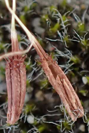 Taraxacum bellicum \ Pflaumenfarbener Lwenzahn / Plum-Colored Dandelion, D Forst 8.4.2024