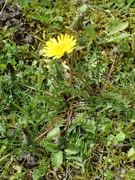 Taraxacum bellicum \ Pflaumenfarbener Lwenzahn / Plum-Colored Dandelion, D Forst 8.4.2024