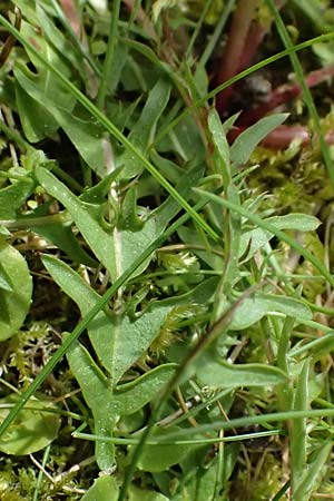 Taraxacum bellicum \ Pflaumenfarbener Lwenzahn / Plum-Colored Dandelion, D Forst 8.4.2024