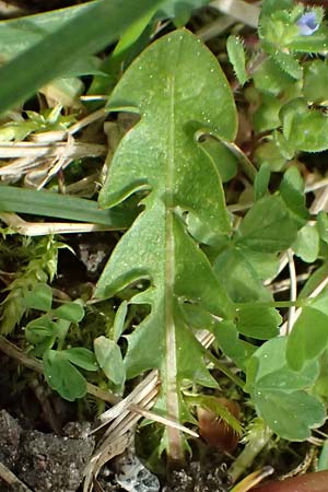 Taraxacum bellicum \ Pflaumenfarbener Lwenzahn / Plum-Colored Dandelion, D Forst 8.4.2024