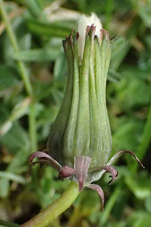 Taraxacum bellicum \ Pflaumenfarbener Lwenzahn / Plum-Colored Dandelion, D Forst 8.4.2024