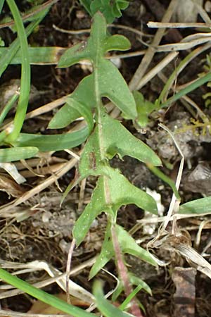 Taraxacum bellicum \ Pflaumenfarbener Lwenzahn, D Forst 8.4.2024