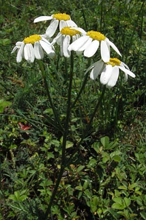Tanacetum corymbosum \ Ebenstruige Wucherblume, D Karlstadt 16.6.2007