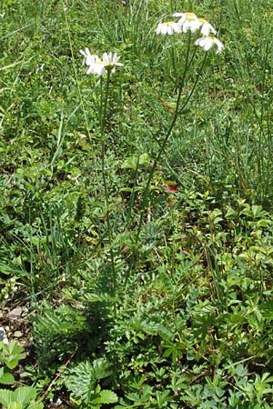 Tanacetum corymbosum \ Ebenstruige Wucherblume / Scentless Feverfew, D Karlstadt 16.6.2007