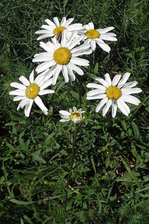 Tanacetum corymbosum \ Ebenstruige Wucherblume / Scentless Feverfew, D Karlstadt 16.6.2007