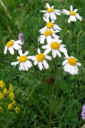 Tanacetum corymbosum \ Ebenstruige Wucherblume, D Tübingen 20.6.2015