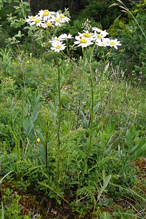 Tanacetum corymbosum \ Ebenstruige Wucherblume / Scentless Feverfew, D Fridingen 20.6.2015