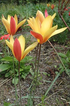 Tulipa clusiana \ Damen-Tulpe / Lady Tulip, D Weinheim an der Bergstraße, Botan. Gar.  Hermannshof 1.5.2016