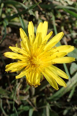 Taraxacum ciliare \ Gewimperter Sumpf-Lwenzahn / Ciliate Marsh Dandelion, D Konstanz 24.4.2018