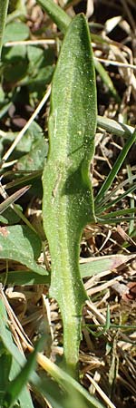 Taraxacum ciliare / Ciliate Marsh Dandelion, D Konstanz 24.4.2018