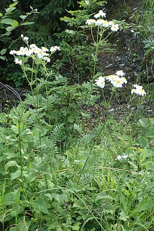 Tanacetum corymbosum \ Ebenstruige Wucherblume, D Spaichingen 26.6.2018