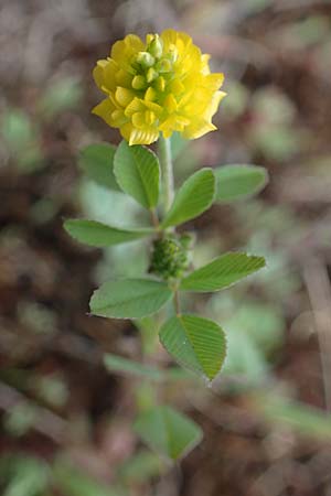 Trifolium campestre \ Gelber Acker-Klee, Feld-Klee / Hop Trefoil, D Mannheim 13.5.2021