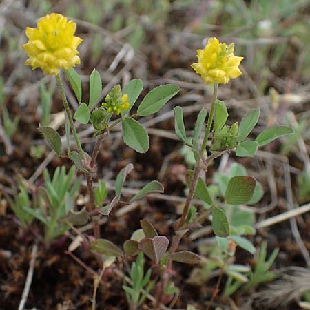 Trifolium campestre / Hop Trefoil, D Mannheim 13.5.2021