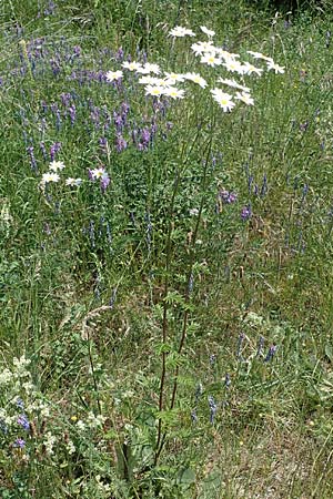 Tanacetum corymbosum \ Ebenstruige Wucherblume / Scentless Feverfew, D Grünstadt-Asselheim 16.6.2021