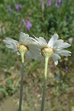 Tanacetum corymbosum \ Ebenstruige Wucherblume / Scentless Feverfew, D Grünstadt-Asselheim 16.6.2021