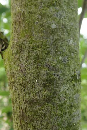 Tetradium daniellii \ Samthaarige Stink-Esche, Bienenbaum, D Groß-Gerau 15.7.2017