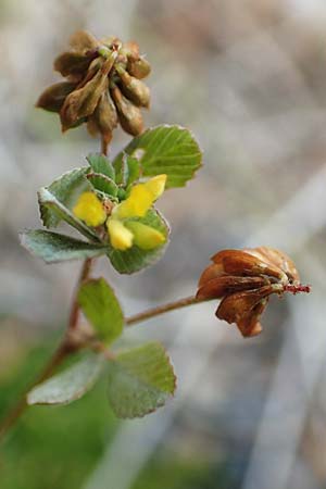 Trifolium dubium \ Faden-Klee, Zweifelhafter Klee, D Hunsrück, Börfink 18.7.2020