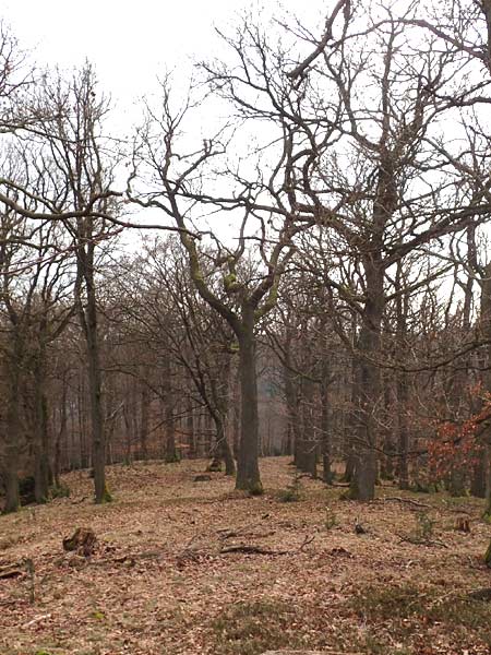 Quercus petraea \ Trauben-Eiche / Sessile Oak, D Schriesheim-Altenbach 22.2.2015