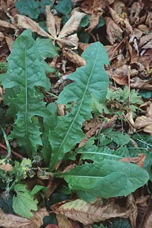 Taraxacum ekmanii ? \ Ekmans Lwenzahn / Ekman's Dandelion, D Mannheim 6.11.2015