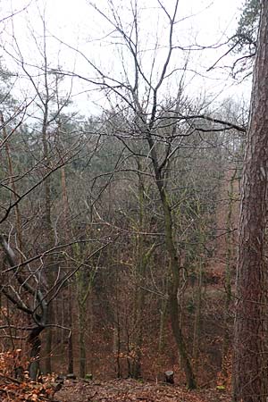 Quercus petraea \ Trauben-Eiche / Sessile Oak, D Schriesheim 17.2.2018