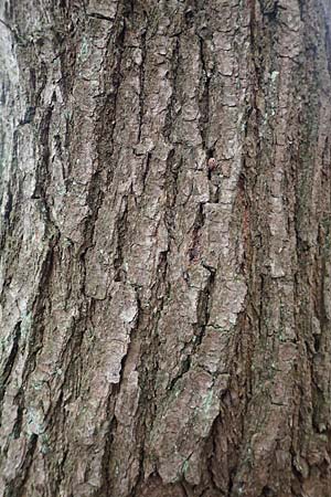 Quercus petraea / Sessile Oak, D Schriesheim 17.2.2018