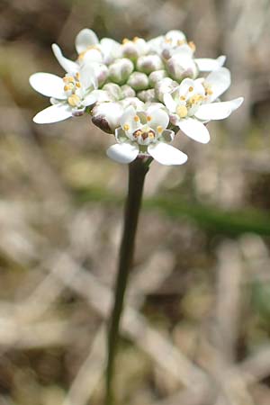 Teesdalia nudicaulis / Shepherd's Cress, D Viernheim 11.4.2018