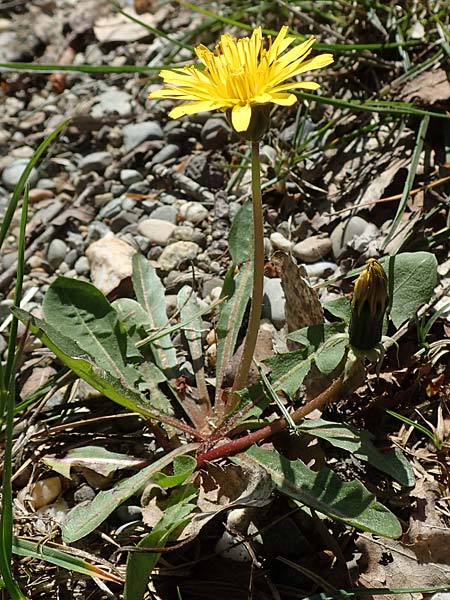 Taraxacum hollandicum \ Hollndischer Sumpf-Lwenzahn / Dutch Marsh Dandelion, D Konstanz 24.4.2018