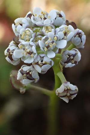 Teesdalia nudicaulis \ Kahler Bauernsenf, D Hockenheim 16.4.2019