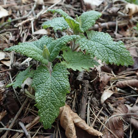 Teucrium scorodonia \ Salbei-Gamander, D Schwetzingen 3.4.2020