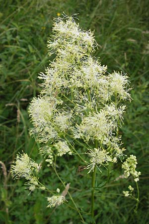 Thalictrum flavum \ Gelbe Wiesenraute, D Pfalz, Speyer 3.7.2012