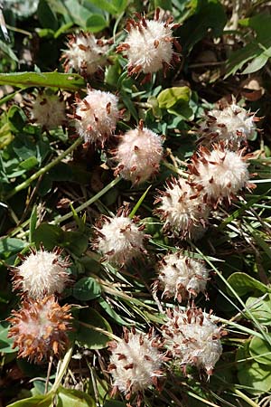 Trifolium fragiferum \ Erdbeer-Klee, D Bochum 21.8.2022