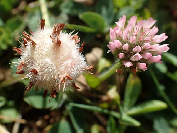 Trifolium fragiferum \ Erdbeer-Klee / Strawberry Clover, D Bochum 21.8.2022