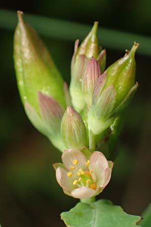 Triadenum fraseri \ Frasers Sumpf-Johanniskraut / Bog St. John's-Wort, Fraser's St. John's-Wort, D Emsdetten 24.8.2012