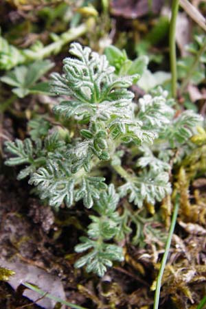 Teucrium botrys \ Trauben-Gamander, D Schwetzingen 13.4.2015