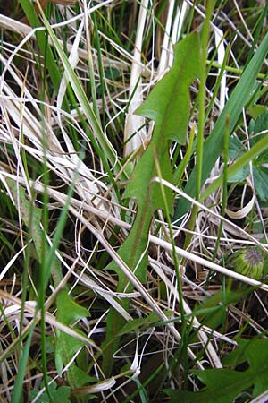 Taraxacum hollandicum \ Hollndischer Sumpf-Lwenzahn / Dutch Marsh Dandelion, D Münzenberg 25.4.2015