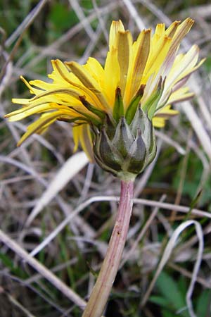 Taraxacum hollandicum \ Hollndischer Sumpf-Lwenzahn / Dutch Marsh Dandelion, D Münzenberg 25.4.2015