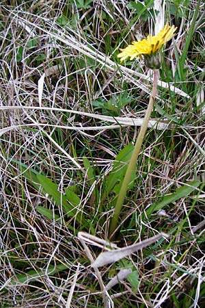 Taraxacum hollandicum \ Hollndischer Sumpf-Lwenzahn, D Münzenberg 25.4.2015