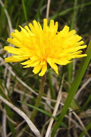 Taraxacum copidophyllum agg. \ Grolappiger Lwenzahn / Big-Lobed Dandelion, D Münzenberg 25.4.2015