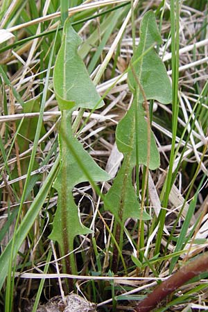 Taraxacum copidophyllum agg. \ Grolappiger Lwenzahn / Big-Lobed Dandelion, D Münzenberg 25.4.2015