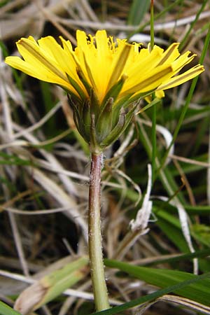 Taraxacum copidophyllum agg. \ Grolappiger Lwenzahn / Big-Lobed Dandelion, D Münzenberg 25.4.2015